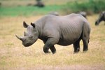 How the Rhino Protects Itself