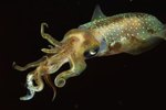 Octopus & Squid Adaptations for Feeding