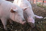 How to Deworm Pigs for Internal Parasites