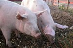 Vaccination Schedule for Pigs