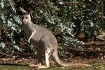 What Bushes Do Kangaroos Eat?
