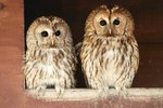 How Do Owls Show Affection?