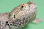 Can Bearded Dragons Get Hiccups?