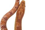 How to Help Your Snake When She's Shedding