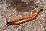 Caterpillar vs. Centipede