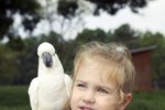 High-Protein Foods for Cockatoos