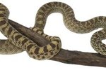 Difference Between Gopher Snakes & Bull Snakes