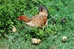 About Americana Blue Egger Hens