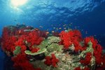 Why are Corals Bright Colors?