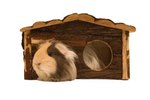 Do Guinea Pigs Like to Chew on Wood Blocks?