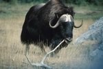 In What Kind of Places Does a Musk Ox Live?
