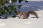 What Kinds of Squirrel Species Are There?