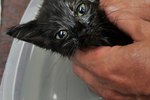 When Can You Give a Kitten a Flea Bath?