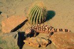 Adaptations for the Banded Gila Monster