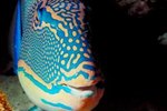 The Life Span of a Parrotfish