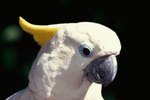 The Lifespan of a Sulphur Crest Cockatoo