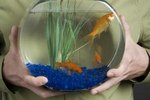 How Do I Clear Up a Milky Goldfish Pond?