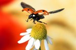 What Is the Difference Between a Ladybug & a Darkling Beetle?