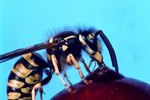 The Wasp That Eats Grasshoppers
