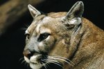 How to Tell the Difference Between Cougar & Bobcat Prints