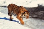 How Big Can a Siberian Tiger Get?