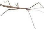 The Physical Adaptations of Walking Sticks