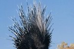 The Characteristics of Porcupines