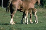 How Long Are Female Horses Pregnant?