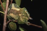 Facts About Meller's Chameleons