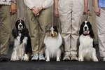 Directions for Making Dog Show Leads