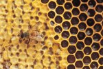 The Decline of the Honeybee Population