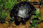 Supplies Needed for a Turtle Habitat