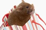 Games That Hamsters Love