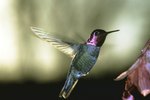 How to Feed Baby Hummingbirds