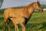 How to Tell by Looking If a Mare Is Pregnant