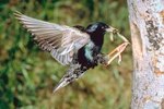 When to Release Starlings