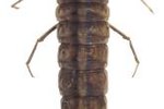 How to Identify Beetle Larvae