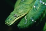 Adaptations That Help the Tree Boa Survive in the Rain Forest