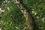 What Species of Python Are Good Pets?