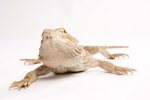 What Happens When Bearded Dragons Puff Up?