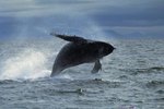 What Preys on Humpback Whales?