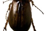 How to Tell the Difference Between Male and Female May Beetles