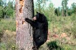 Are There Bears in the Smoky Mountains?