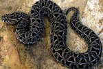 Why Do Snakes Regurgitate?