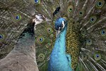 What Kind of Habitat Do Peacocks Live In?