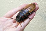 What Is the Difference Between Cockroaches & Water Bugs?
