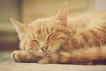 Side Effects of the Drug Cisapride on Cats