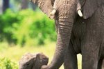 What Kind of Animals Do Elephants Interact With?