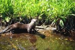 Are River Otters Endangered?