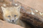 List of Fox Species